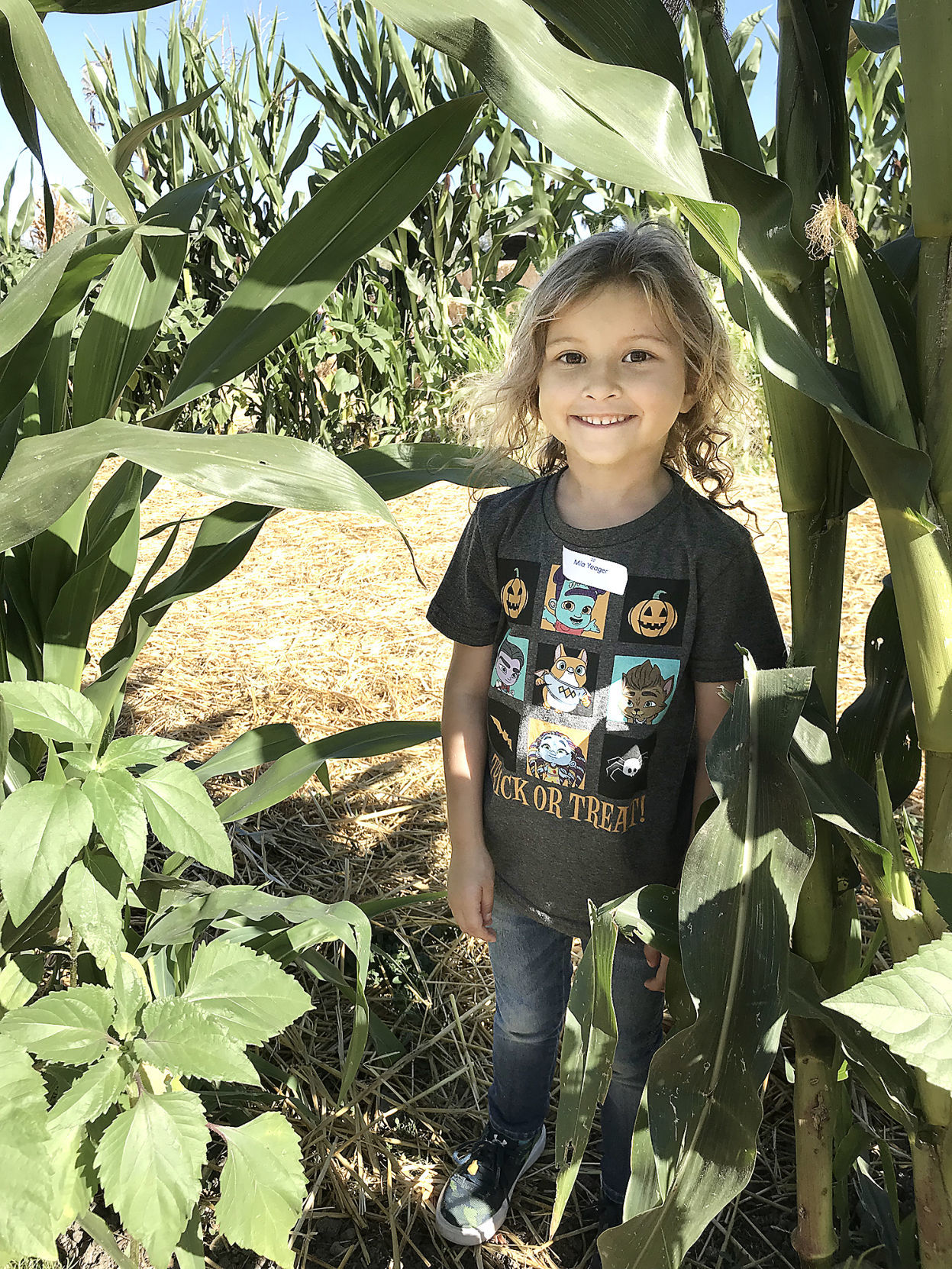 Pumpkin Patch